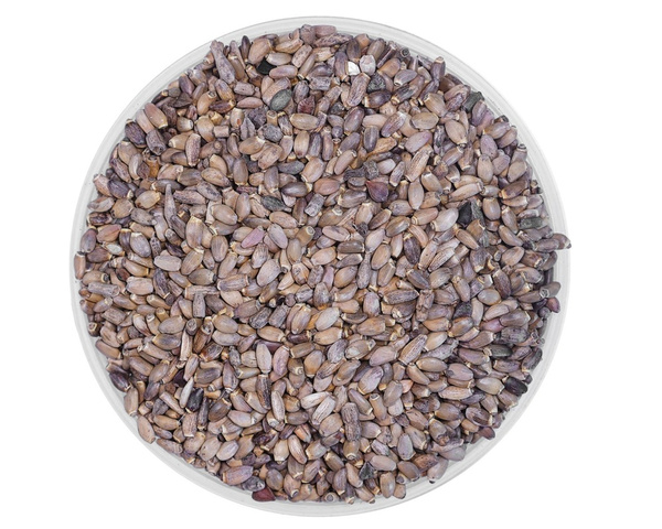 Ostropest plamisty EQUIHERBS