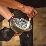 Olej nawilżający do codziennej pielęgnacji kopyt Carr & Day & Martin Cornucrescine Daily Hoof Moisturiser