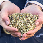 Mieszanka ziołowa na układ odpornościowy Stiefel 