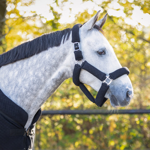 Kantar z uwiązem QHP Zahra