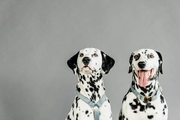 Szelki dla psa Kentucky Dogwear Loop Velvet