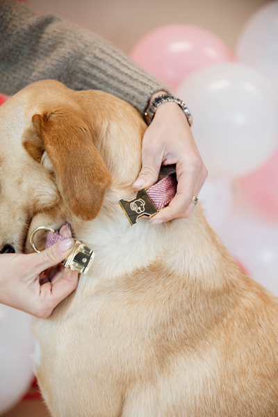 Obroża dla psa Kentucky Dogwear Wool