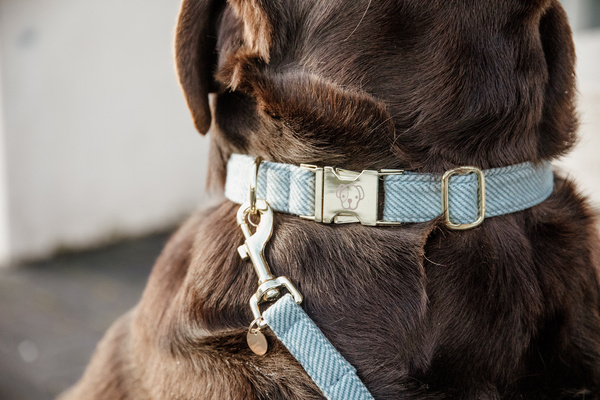 Obroża dla psa Kentucky Dogwear Wool