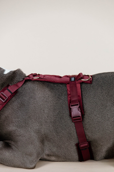 Szelki dla psa Kentucky Dogwear Active Velvet