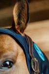 Nakładka magnetyczna na potylicę Kentucky Horsewear Recuptex