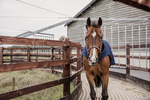 Derka treningowa do karuzeli i lonżowania Kentucky Horsewear Walker Rug 160g