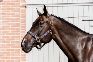 Kantar Kentucky Horsewear Pearls