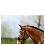 Ogłowie anatomiczne z lakierowanym nachrapnikiem szwedzkim ANKY®