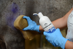 Szampon do siwych i białych koni Veredus Blue Snow Shampoo