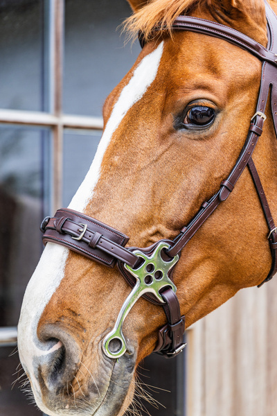 Hackamore Dy'on New English Collection NE-14003