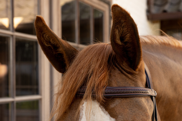 Ogłowie z nachrapnikiem meksykańskim Dy'on New EnglishCollection Plaited NEAOAV