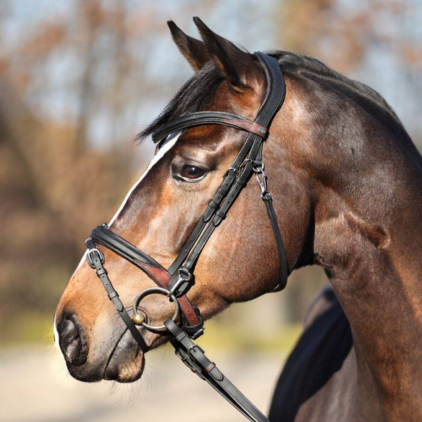 Ogłowie z nachrapnikiem kombinowanym Kavalkade Everyday