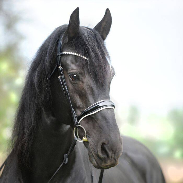 Ogłowie z nachrapnikiem kombinowanym Kavalkade Juliana