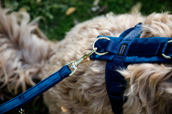 Smycz dla psa Kentucky Dogwear Velvet - 200 cm