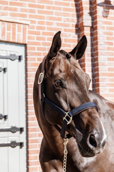 Kantar anatomiczny Kentucky Horsewear Anatomic Nylon