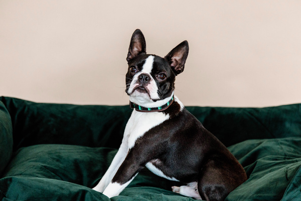 Obroża dla psa Kentucky Dogwear Pearls