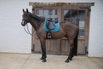 Czaprak ujeżdżeniowy Kentucky Horsewear Melange