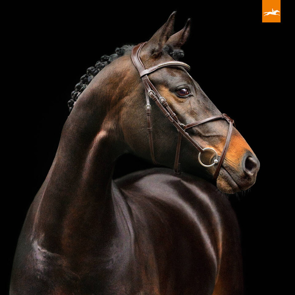 Ogłowie z nachrapnikiem meksykańskim Schockemohle Rio