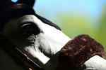 Futerko na nachrapnik lub potylicę Kentucky Horsewear