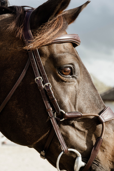 Ogłowie z nachrapnikiem przelotowym Dy'on New Collection NEABA6