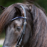 Naczółek opadający Kavalkade Delight