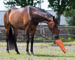 Zabawka dla konia QHP Carrot XL
