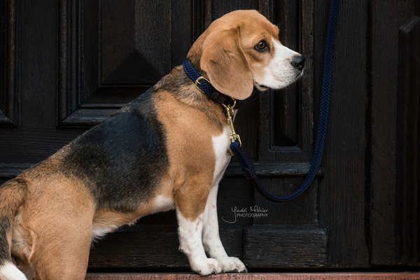 Obroża dla psa Kentucky Dogwear Plaited Nylon