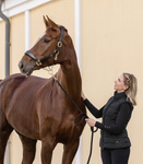 Kantar skórzano-sznurkowy Waldhausen Royal 