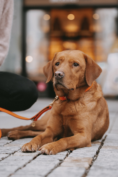 Smycz dla psa Kentucky Dogwear Plaited Nylon - 120 cm