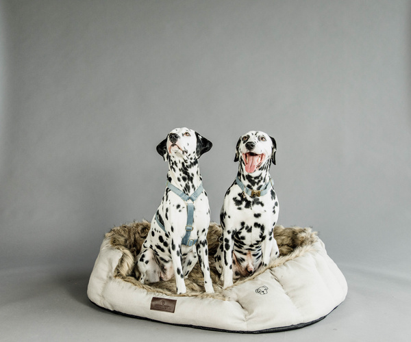 Szelki dla psa Kentucky Dogwear Loop Velvet