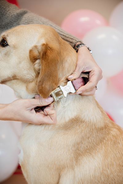 Obroża dla psa Kentucky Dogwear Wool