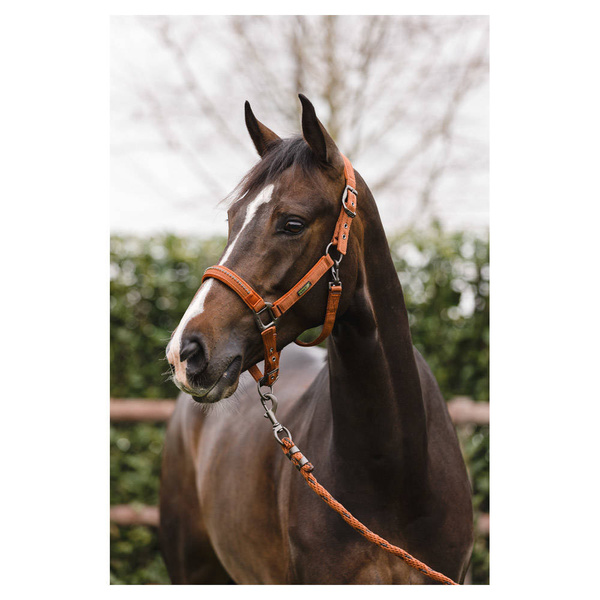 Kantar z uwiązem ANKY® Stones