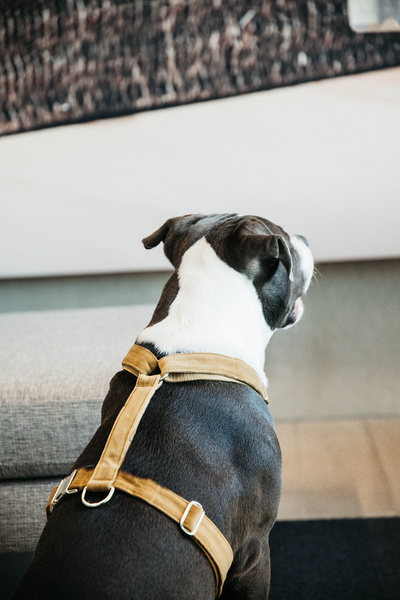 Szelki dla psa Kentucky Dogwear Loop Velvet