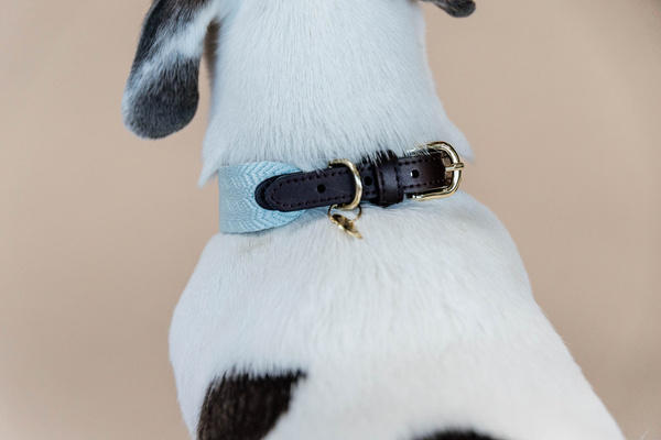 Obroża dla psa Kentucky Dogwear Jacquard