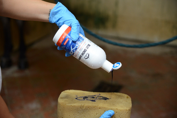 Szampon do siwych i białych koni Veredus Blue Snow Shampoo