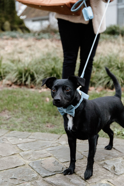 Kokarda do obroży dla psa Kentucky Dogwear Velvet