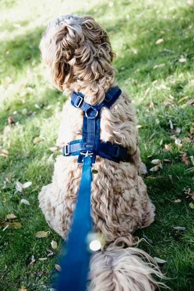 Szelki dla psa Kentucky Dogwear Active Velvet