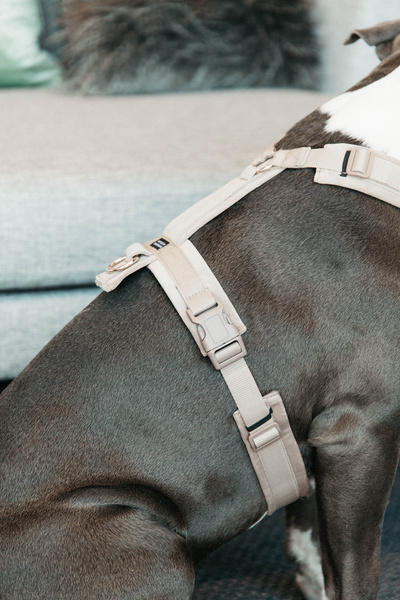 Szelki dla psa Kentucky Dogwear Active Velvet