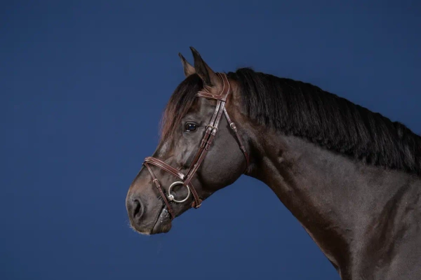 Ogłowie z nachrapnikiem kombinowanym Dy'on US Collection USAAAA