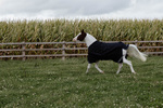 Derka padokowa Kentucky Horsewear Comfort 0g