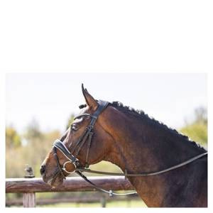 Ogłowie anatomiczne z nachrapnikiem szwedzkim ANKY® Pullback