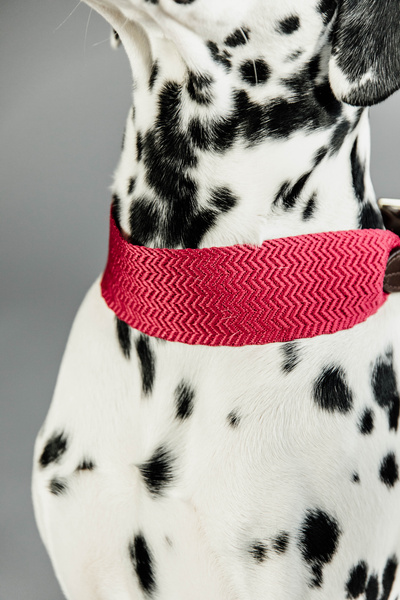 Obroża dla psa Kentucky Dogwear Jacquard