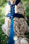 Smycz dla psa Kentucky Dogwear Velvet - 200 cm