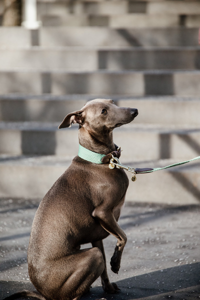 Obroża dla psa Kentucky Dogwear Jacquard