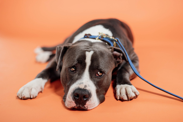 Obroża dla psa Kentucky Dogwear Plaited Nylon