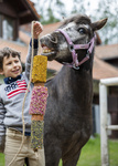 Gryzak dla koni Candy Horse – Stable Party