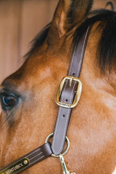 Kantar ze skóry syntetycznej Kentucky Horsewear Leather Halter Wellington