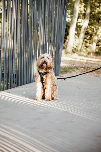 Smycz dla psa Kentucky Dogwear Velvet - 200 cm