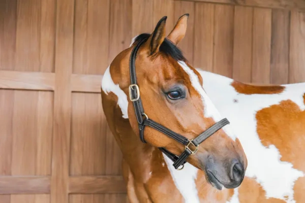 Kantar ze skóry syntetycznej Kentucky Horsewear Leather Halter Wellington