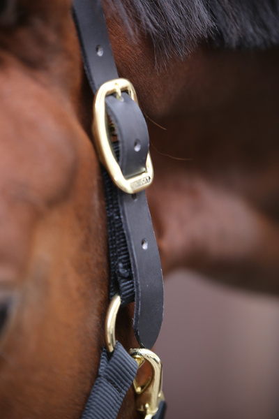 Wymienny pasek potyliczny do kantara Kentucky Control Halter